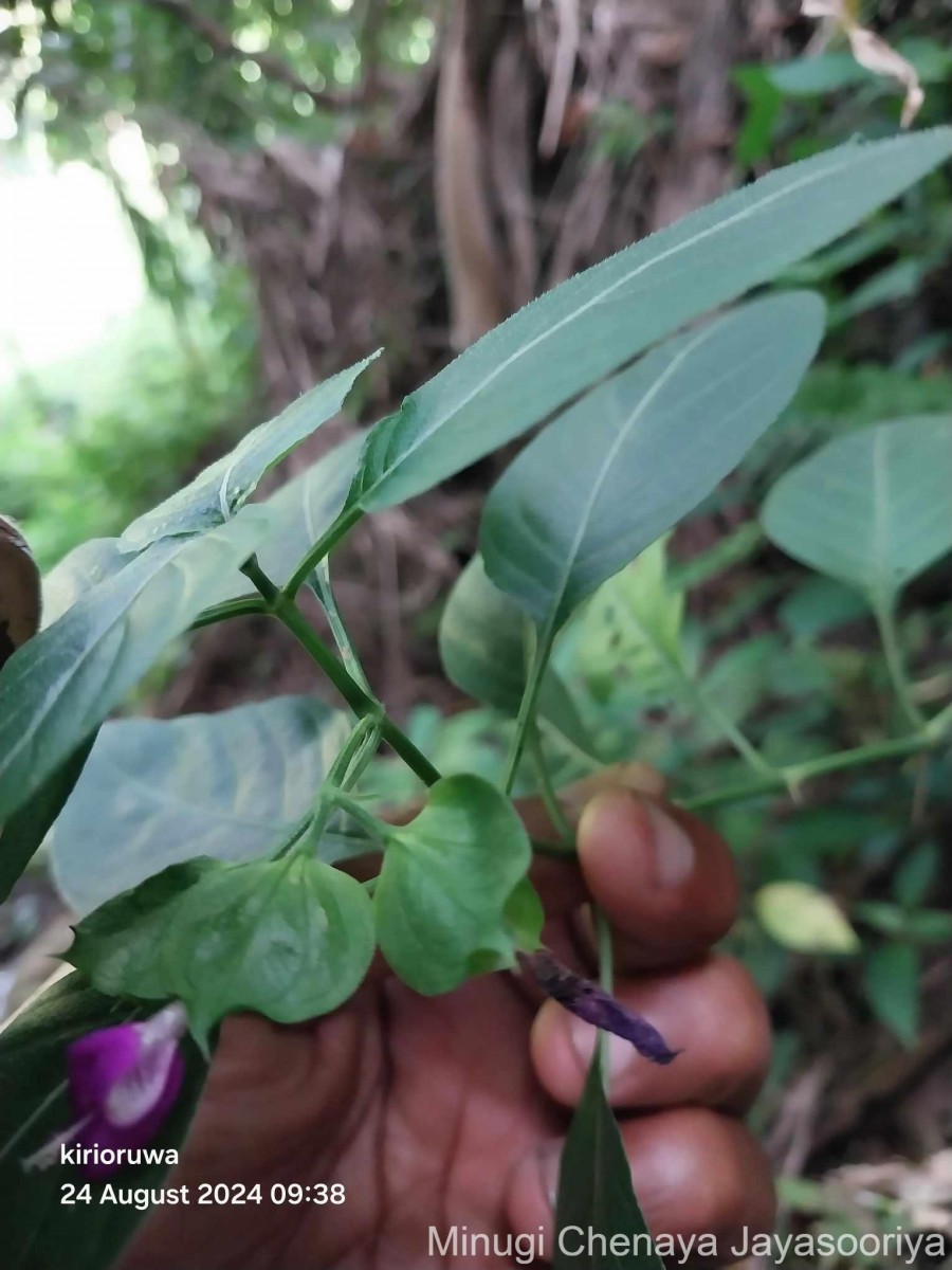 Dicliptera foetida (Forssk.) Blatt.